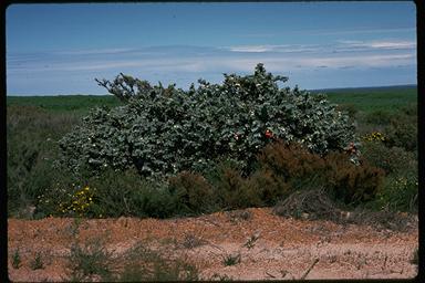 APII jpeg image of Eucalyptus macrocarpa subsp. elachantha  © contact APII