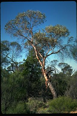 APII jpeg image of Eucalyptus oldfieldii  © contact APII