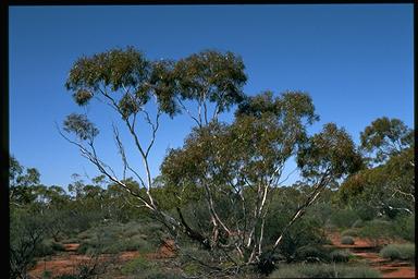 APII jpeg image of Eucalyptus oleosa subsp. oleosa  © contact APII