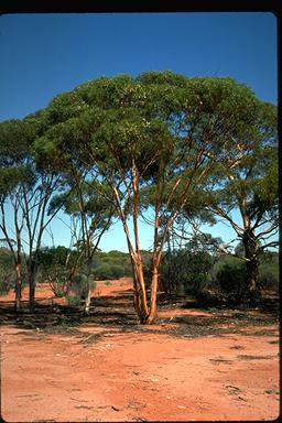 APII jpeg image of Eucalyptus pileata  © contact APII