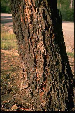 APII jpeg image of Eucalyptus viminalis subsp. pryoriana  © contact APII