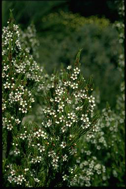 APII jpeg image of Chamelaucium sp. Mt Frankland (A.S.George 11117)  © contact APII