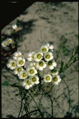 APII jpeg image of Chamelaucium leptocaulum  © contact APII