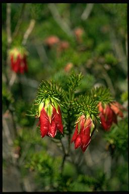 APII jpeg image of Darwinia oxylepis  © contact APII