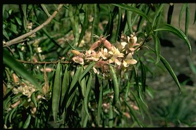 APII jpeg image of Eremophila viscida  © contact APII