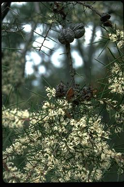 APII jpeg image of Hakea sericea  © contact APII