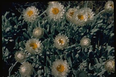 APII jpeg image of Leucochrysum alpinum  © contact APII