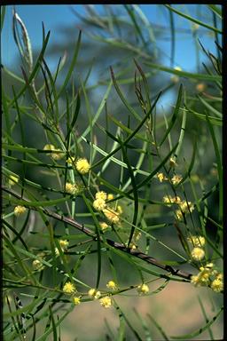 APII jpeg image of Acacia viscidula  © contact APII