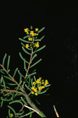 APII jpeg image of Acacia pinguifolia  © contact APII