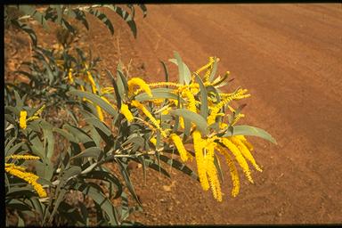 APII jpeg image of Acacia pubifolia  © contact APII