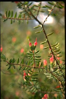 APII jpeg image of Darwinia peduncularis  © contact APII