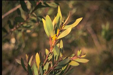 APII jpeg image of Persoonia glaucescens  © contact APII