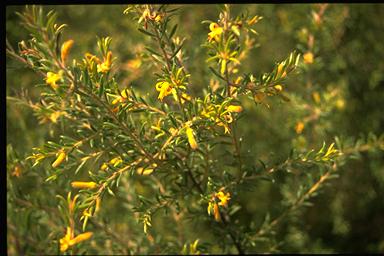 APII jpeg image of Persoonia hirsuta  © contact APII