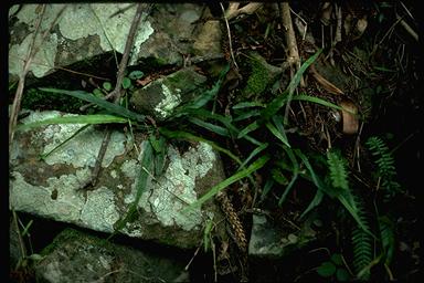 APII jpeg image of Asplenium attenuatum  © contact APII