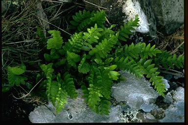 APII jpeg image of Asplenium obtusatum  © contact APII