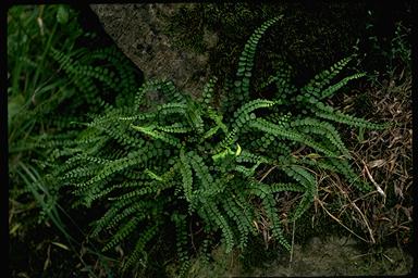 APII jpeg image of Asplenium trichomanes  © contact APII