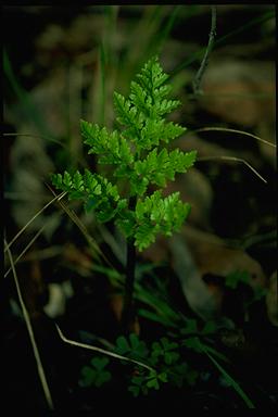 APII jpeg image of Botrychium australe  © contact APII