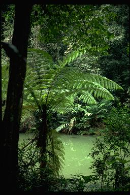 APII jpeg image of Cyathea woollsiana  © contact APII