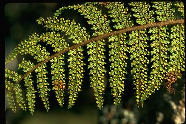 APII jpeg image of Dicksonia herbertii  © contact APII