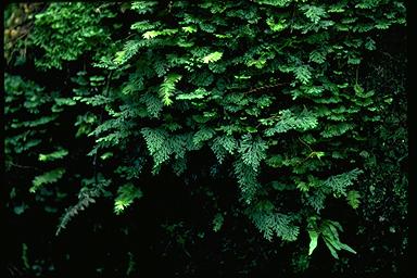 APII jpeg image of Hymenophyllum australe  © contact APII