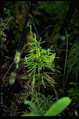 APII jpeg image of Lycopodium deuterodensum  © contact APII