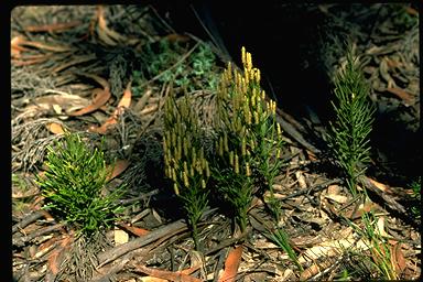 APII jpeg image of Lycopodium deuterodensum  © contact APII