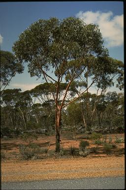 APII jpeg image of Eucalyptus stricklandii  © contact APII