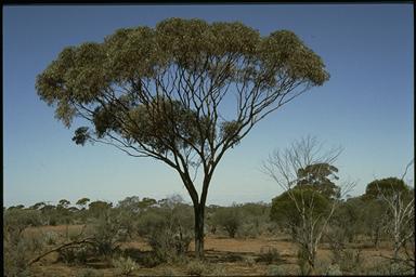 APII jpeg image of Eucalyptus torquata  © contact APII