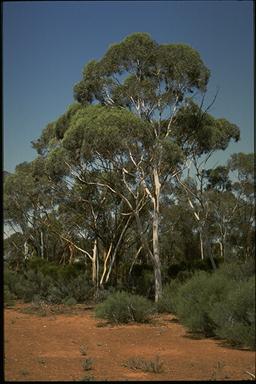 APII jpeg image of Eucalyptus transcontinentalis  © contact APII