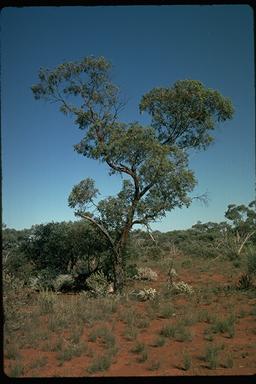 APII jpeg image of Eucalyptus trivalva  © contact APII