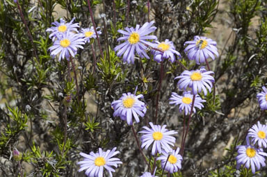 APII jpeg image of Olearia ciliata  © contact APII