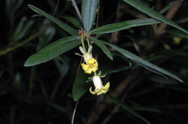 APII jpeg image of Pittosporum crassifolium  © contact APII