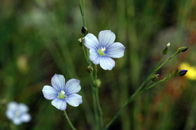 APII jpeg image of Linum marginale  © contact APII