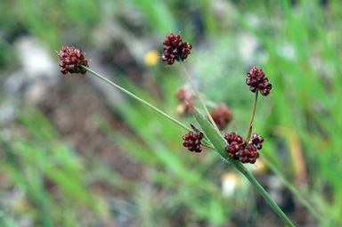 APII jpeg image of Luzula densiflora  © contact APII