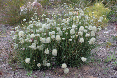 APII jpeg image of Ptilotus macrocephalus  © contact APII