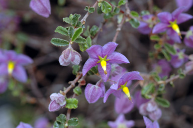 APII jpeg image of Keraudrenia hermanniifolia  © contact APII