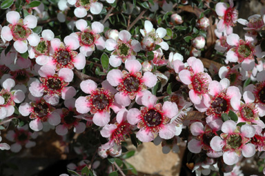 APII jpeg image of Leptospermum 'Mesmer Eyes'  © contact APII