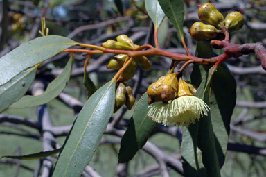 APII jpeg image of Eucalyptus ceratocorys  © contact APII