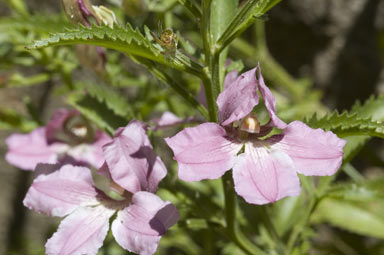 APII jpeg image of Goodenia macmillanii  © contact APII