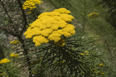 APII jpeg image of Cassinia leptocephala subsp. leptocephala  © contact APII