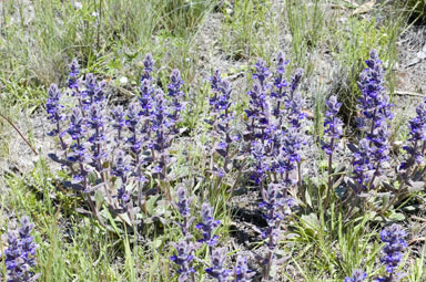 APII jpeg image of Ajuga australis  © contact APII