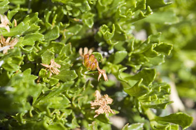 APII jpeg image of Dodonaea procumbens  © contact APII