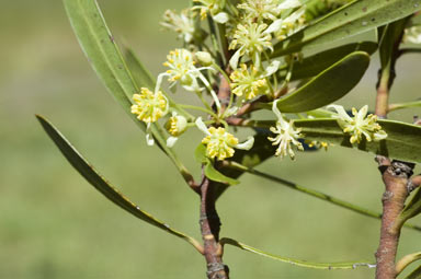 APII jpeg image of Tasmannia xerophila subsp. xerophila  © contact APII