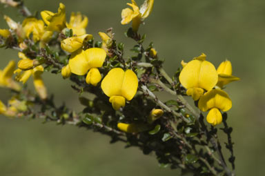 APII jpeg image of Bossiaea foliosa  © contact APII