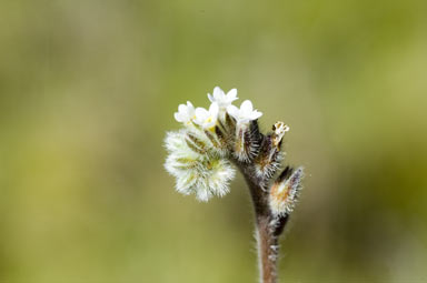 APII jpeg image of Myosotis australis  © contact APII