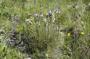 APII jpeg image of Euphrasia collina subsp. paludosa  © contact APII