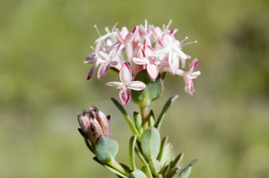 APII jpeg image of Pimelea alpina  © contact APII