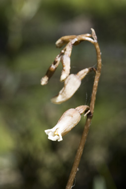 APII jpeg image of Gastrodia sesamoides  © contact APII