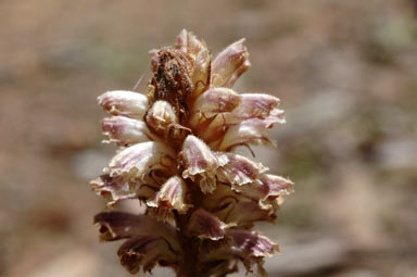 APII jpeg image of Orobanche minor  © contact APII