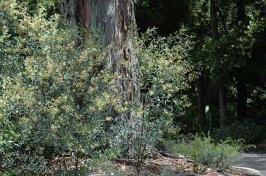 APII jpeg image of Acacia penninervis var. penninervis  © contact APII